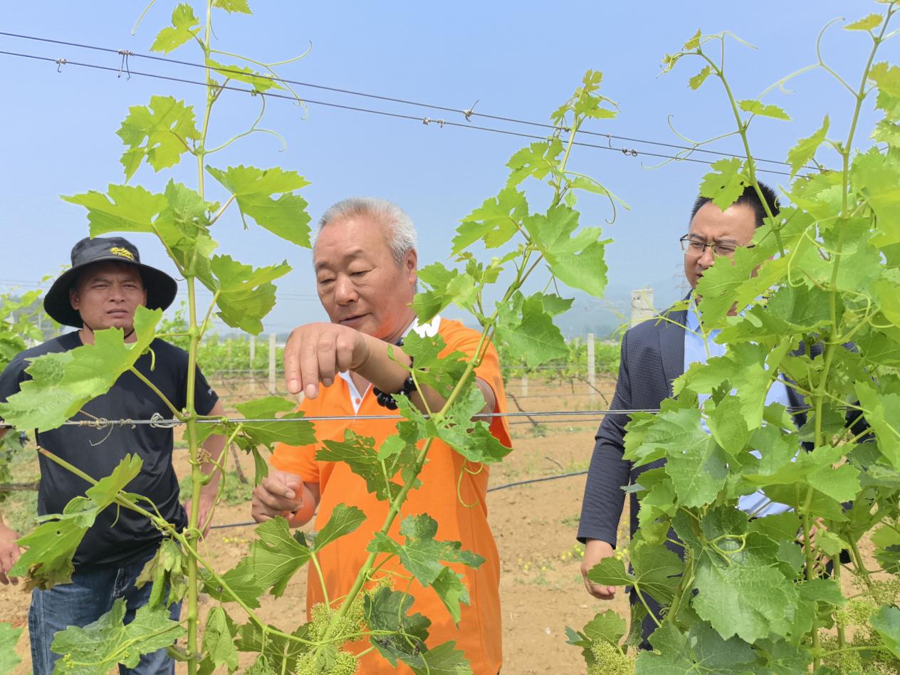 20240522北京房山区酒庄葡萄园机器人展示培训活动 年度酒庄 (18)